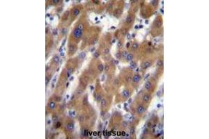 UBAP2 Antibody (N-term) immunohistochemistry analysis in formalin fixed and paraffin embedded human liver tissue followed by peroxidase conjugation of the secondary antibody and DAB staining. (UBAP2 Antikörper  (N-Term))