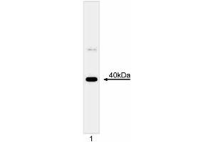 Western blot analysis of Mcl-1. (MCL-1 Antikörper  (C-Term))