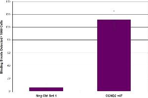 Suz12 antibody (pAb) tested by ChIP. (SUZ12 Antikörper  (C-Term))