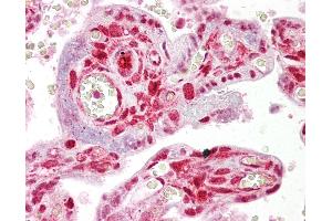 Anti-STRAP antibody IHC of human placenta. (STRAP Antikörper  (AA 101-150))