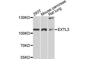 Western blot analysis of extracts of various cell lines, using EXTL3 antibody (ABIN5972043) at 1/1000 dilution. (EXTL3 Antikörper)
