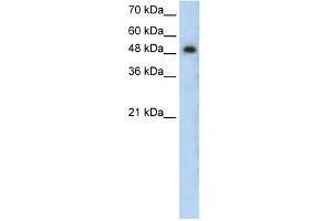 PRKCZ antibody used at 0. (PKC zeta Antikörper  (N-Term))
