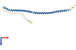 Pallidin Protein (AA 1-172) (His tag)
