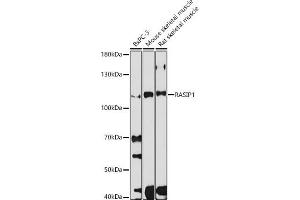 Western blot analysis of extracts of various cell lines, using R antibody (ABIN7269872) at 1:1000 dilution. (RASIP1 Antikörper)