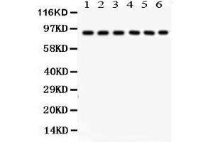 Anti- Oct-1 Picoband antibody, Western blottingAll lanes: Anti Oct-1  at 0. (POU2F1 Antikörper  (AA 11-240))
