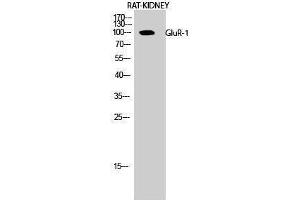 Western Blotting (WB) image for anti-Glutamate Receptor 1 (GLUR1) (Ser43) antibody (ABIN3175285) (Glutamate Receptor 1 Antikörper  (Ser43))
