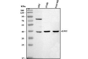 Western blot analysis of TXNL2 using anti-TXNL2 antibody (ABIN4886606).