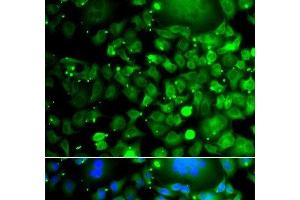 Immunofluorescence analysis of A549 cells using MOCS3 Polyclonal Antibody (MOCS3 Antikörper)