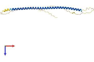 Protein Structure (PS) image for Synaptonemal Complex Central Element Protein 2 (SYCE2) (AA 1-218) protein (His tag) (ABIN7544056)