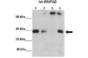 Immunoprecipitation (IP) image for anti-Heterogeneous Nuclear Ribonucleoprotein A0 (HNRNPA0) (Middle Region) antibody (ABIN2779011)
