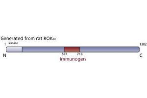 Image no. 1 for anti-rho-Associated, Coiled-Coil Containing Protein Kinase 2 (ROCK2) (AA 567-718) antibody (ABIN968071) (ROCK2 Antikörper  (AA 567-718))