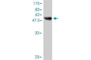 Western Blot detection against Immunogen (51. (SMNDC1 Antikörper  (AA 1-238))