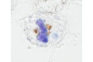 Immunohistochemistry (IHC) image for anti-Nuclear Mitotic Apparatus Protein 1 (NUMA1) (AA 900-950) antibody (ABIN7448994) (NUMA1 Antikörper  (AA 900-950))