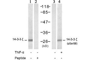 Image no. 2 for anti-14-3-3 zeta (YWHAZ) (Ser58) antibody (ABIN197404) (14-3-3 zeta Antikörper  (Ser58))