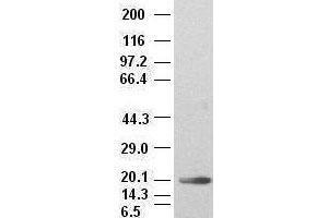 IL-6 antibody (2G3) at 1:2000 + recombinant human IL-6 (IL-6 Antikörper  (AA 29-212))
