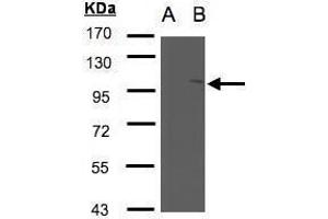 WB Image Western Blot analysis of NSMAF expression in transfected 293T cell line by NSMAF polyclonal antibody.