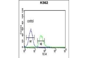 TCF4 Antibody (N-term) (ABIN651942 and ABIN2840468) flow cytometric analysis of K562 cells (right histogram) compared to a negative control cell (left histogram). (TCF4 Antikörper  (N-Term))