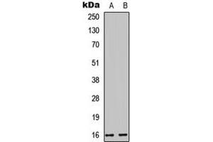 Western blot analysis of Cystatin E/M expression in HEK293T (A), PC12 (B) whole cell lysates.