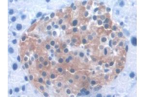 DAB staining on IHC-P; Samples: Mouse Pancreas Tissue (WWC1 Antikörper  (AA 847-1094))