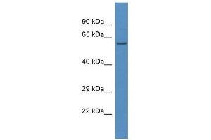 Western Blot showing Lap3 antibody used at a concentration of 1. (LAP3 Antikörper  (N-Term))