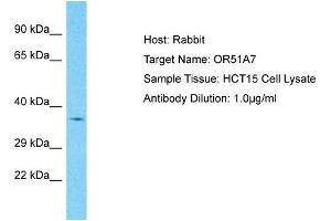Host: Rabbit Target Name: OR51A7 Sample Type: HCT15 Whole Cell lysates Antibody Dilution: 1. (OR51A7 Antikörper  (C-Term))