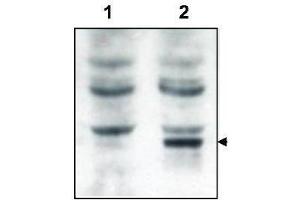 Western Blotting (WB) image for anti-GRP1 (General Receptor For phosphoinositides 1)-Associated Scaffold Protein (GRASP) (N-Term) antibody (ABIN233820)