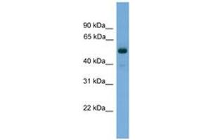 Image no. 1 for anti-Fascin 3 (FSCN3) (C-Term) antibody (ABIN6745047) (Fascin 3 Antikörper  (C-Term))