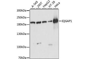 Western blot analysis of extracts of various cell lines, using IQGAP1 antibody (ABIN6289973) at 1:1000 dilution. (IQGAP1 Antikörper)