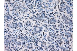 Immunohistochemical staining of paraffin-embedded breast tissue using anti-FCGR2A mouse monoclonal antibody. (FCGR2A Antikörper)