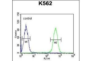 HDAC2 Antibody (Center) (ABIN653718 and ABIN2843029) flow cytometric analysis of K562 cells (right histogram) compared to a negative control cell (left histogram). (HDAC2 Antikörper  (AA 410-439))