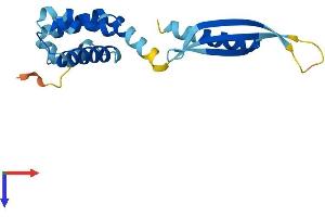 COMM Domain Containing 8 (COMMD8) (AA 1-183) protein (His tag)