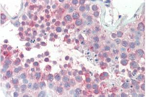 ABIN308396 (5µg/ml) staining of paraffin embedded Human Testis.