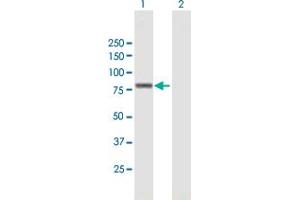 Western Blot analysis of ZNF263 expression in transfected 293T cell line by ZNF263 MaxPab polyclonal antibody. (ZNF263 Antikörper  (AA 1-683))