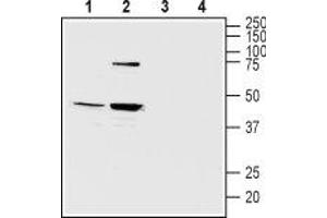 Western blot analysis of mouse (lanes 1 and 3) and rat (lanes 2 and 4) brain lysates: - 1,2. (Melatonin Receptor 1B Antikörper  (3rd Intracellular Loop))