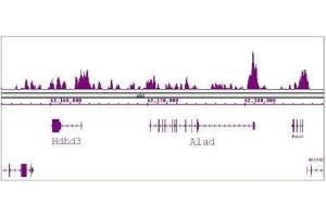 FOXG1 antibody (pAb) tested by ChIP-Seq. (FOXG1 Antikörper  (C-Term))
