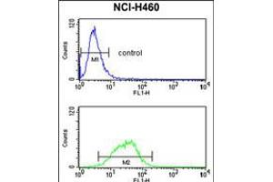 Flow cytometry analysis of NCI-H460 cells (bottom histogram) compared to a negative control cell (top histogram). (MAG Antikörper  (AA 439-466))