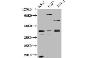 Western Blot Positive WB detected in: HepG2 whole cell lysate All lanes: APOL1 antibody at 1. (APOL1 Antikörper  (AA 179-398))