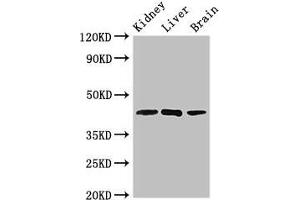 Western Blot Positive WB detected in: Mouse kidney tissue, Rat liver tissue, Rat brain tissue All lanes: KLF12 antibody at 2. (KLF12 Antikörper  (AA 36-313))