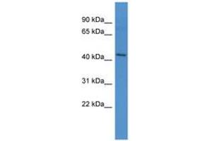 Image no. 1 for anti-Apelin Receptor (APLNR) (AA 46-95) antibody (ABIN6746733) (Apelin Receptor Antikörper  (AA 46-95))