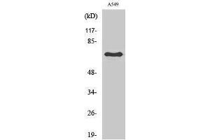 Western Blotting (WB) image for anti-Frizzled Family Receptor 3 (FZD3) (Internal Region) antibody (ABIN3175150) (FZD3 Antikörper  (Internal Region))