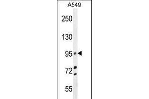 TRIM9 Antibody (C-term) (ABIN655760 and ABIN2845203) western blot analysis in A549 cell line lysates (35 μg/lane). (TRIM9 Antikörper  (C-Term))