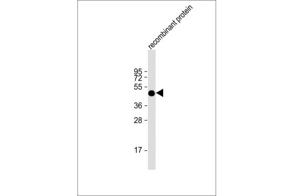 FAT1 Antikörper  (AA 4203-4539)