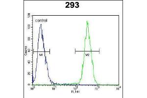 Flow cytometric analysis of 293 cells (right histogram) compared to a negative control cell (left histogram). (CLPX Antikörper  (C-Term))