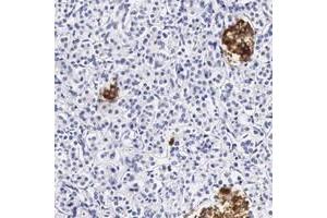 Immunohistochemical staining of human pancreas with DGCR2 polyclonal antibody  shows strong cytoplasmic positivity in islet cells at 1:20-1:50 dilution. (DGCR2 Antikörper)