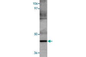 Western blot analysis of HeLa cells with MAEL polyclonal antibody  at 1 ug/mL dilution. (MAEL Antikörper  (C-Term))