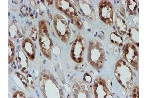 Immunohistochemical staining of paraffin-embedded Human Kidney tissue using anti-SAT2 mouse monoclonal antibody. (SAT2 Antikörper)