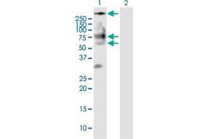 Western Blot analysis of BSCL2 expression in transfected 293T cell line by BSCL2 MaxPab polyclonal antibody.