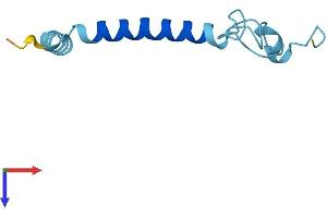 NADH Dehydrogenase (Ubiquinone) 1 alpha Subcomplex, 4-Like 2 (NDUFA4L2) (AA 1-87) protein (Fc Tag)