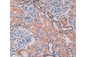 IHC-P analysis of kidney tissue, with DAB staining. (Caveolin-1 Antikörper  (AA 2-104))