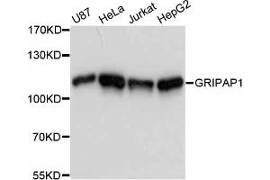 Western blot analysis of extracts of various cell lines, using GRIPAP1 antibody (ABIN6290427) at 1:3000 dilution. (GRIPAP1 Antikörper)